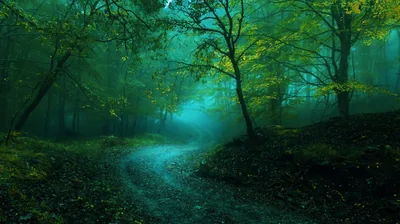 Winding Path in a Blue Misty Forest HD Wallpaper