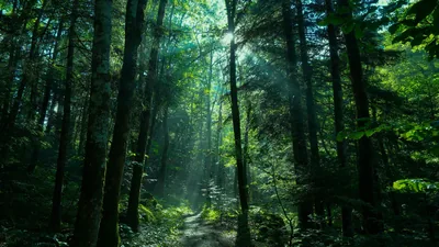 Sunburst Through a Dense Green Canopy HD Wallpaper