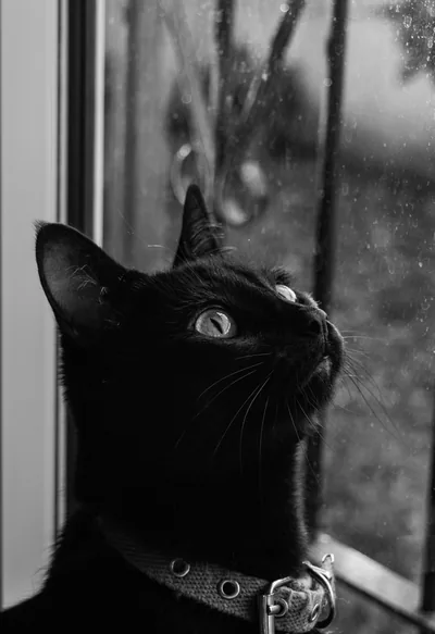 Grayscale Photo of a Black Free Stock Photo
