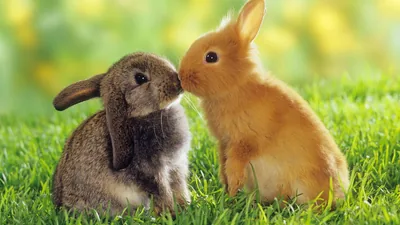Cute Bunny 4K Wallpapers Cute Bunny 4K Backgrounds