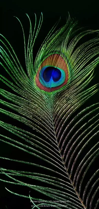 IPhone Black Feather Wallpapers
