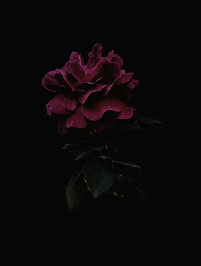 Deep Red Rose in Low Light HD Phone Wallpaper