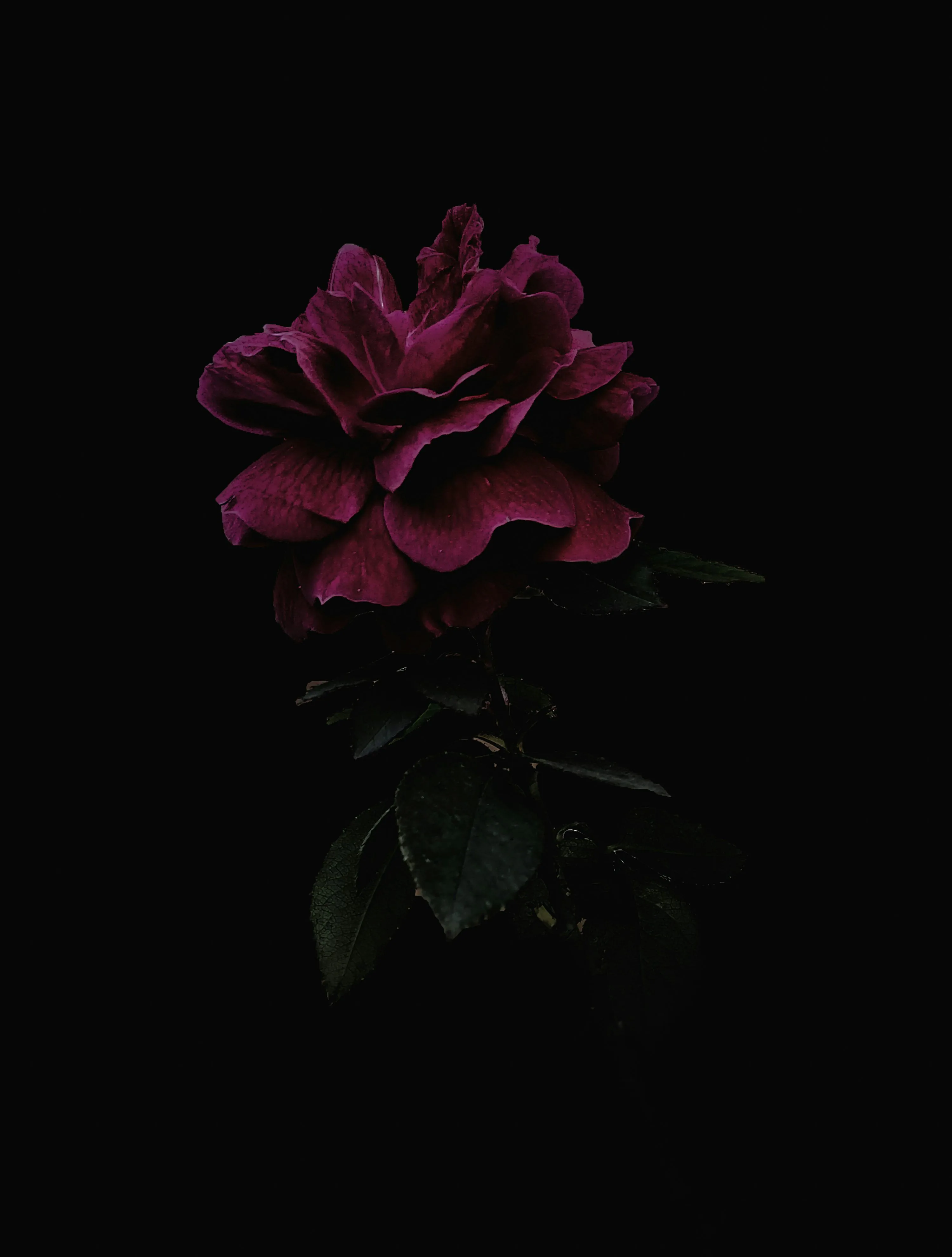 A dark red rose leans over its own leaves in the top third of a tall frame, the light falling off fast so the lower half stays black.