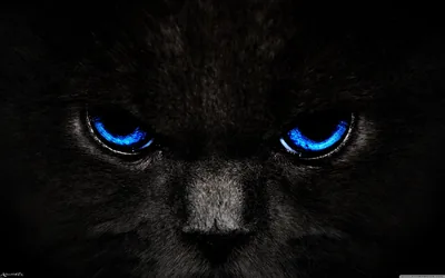 Blue-Eyed Cat Face Close-Up HD Wallpaper