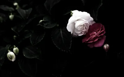 White and Red Roses in the Dark HD Wallpaper