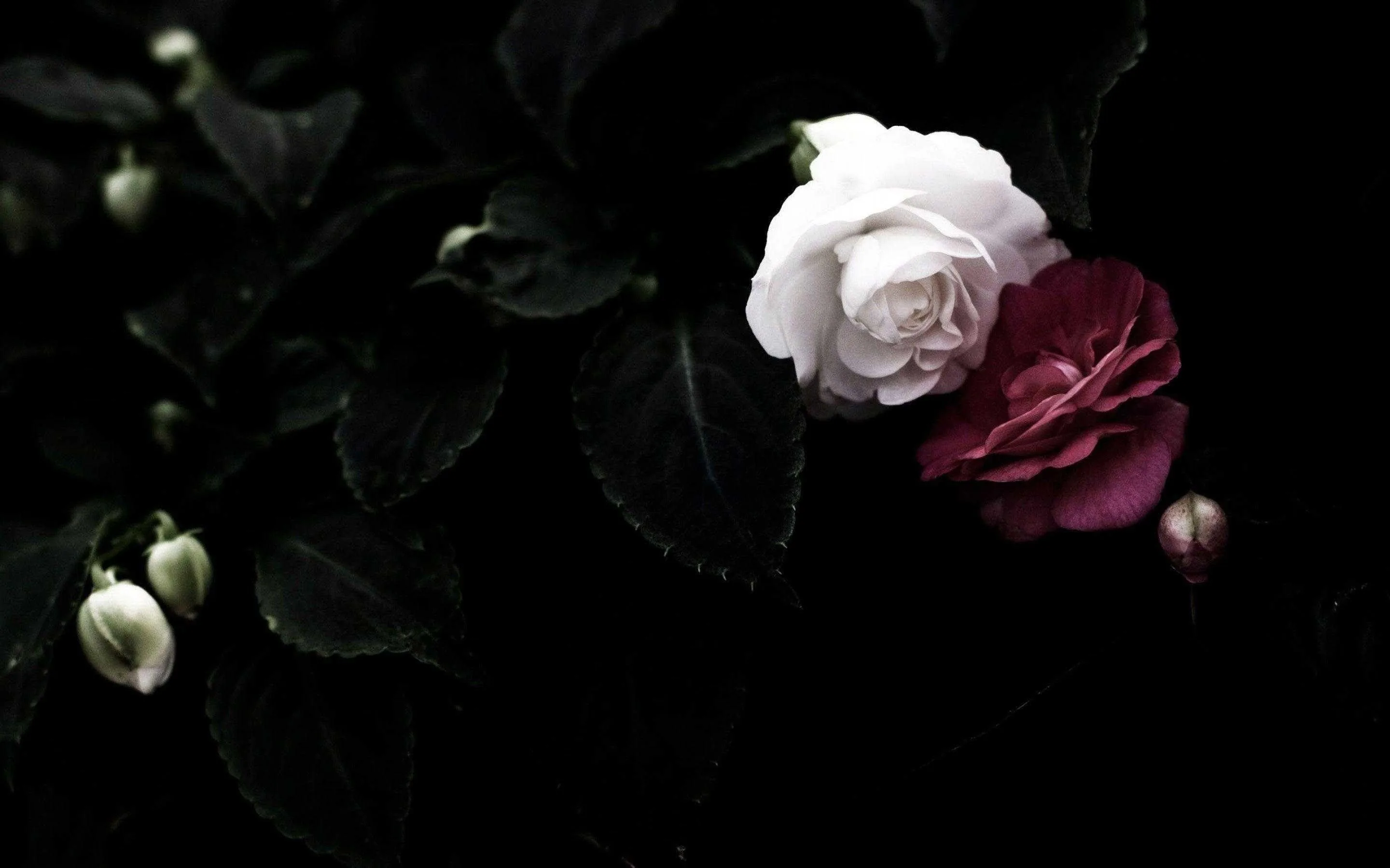Black Rose Wallpapers Black Rose Backgrounds
