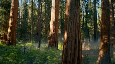 Giant Sequoia Trunks in Morning Light HD Wallpaper