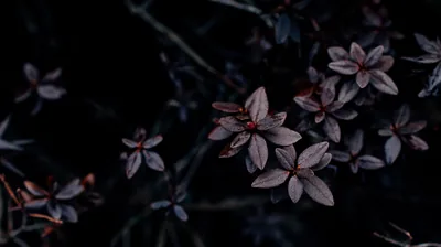 Purple Leaves in Low Light HD Wallpaper