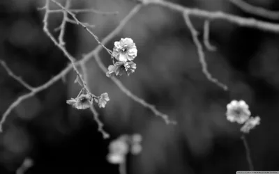 Japanese Garden Black And White 4K UHD Wallpaper for UltraHD Desktop and TV Dual Moni