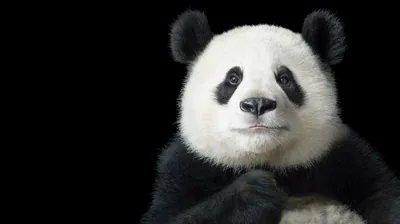 Portrait Cute Panda Wallpaper Hd Contact cute panda wallpaper