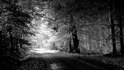Forest Road in Black and White HD Wallpaper