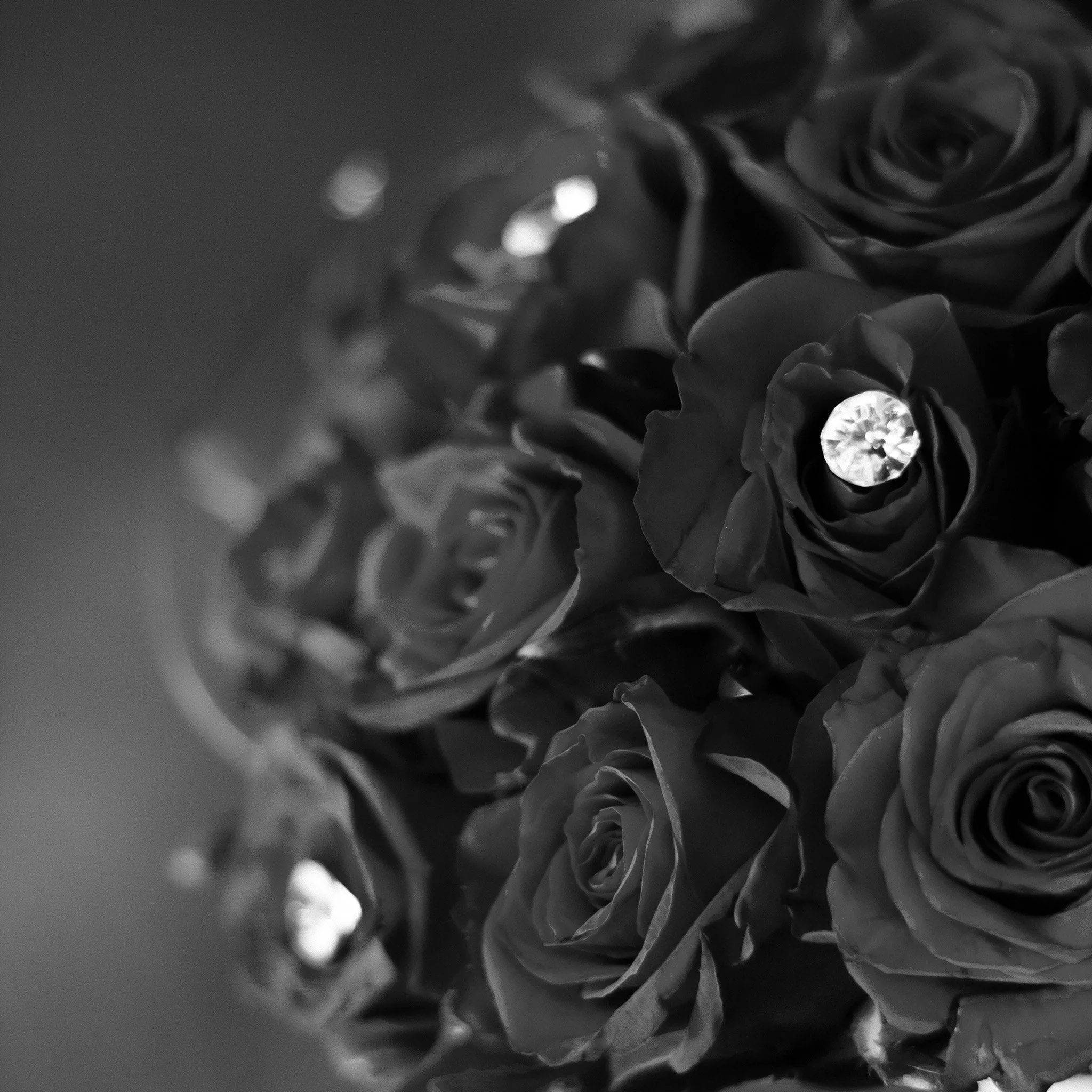 Rose Flower With Diamond Dark Bw Love Propose iPad Air Wallpapers