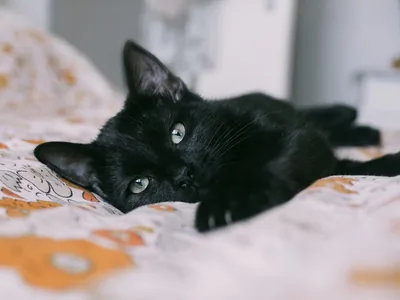 Cute Black Photos, The BEST Free Cute Black Stock