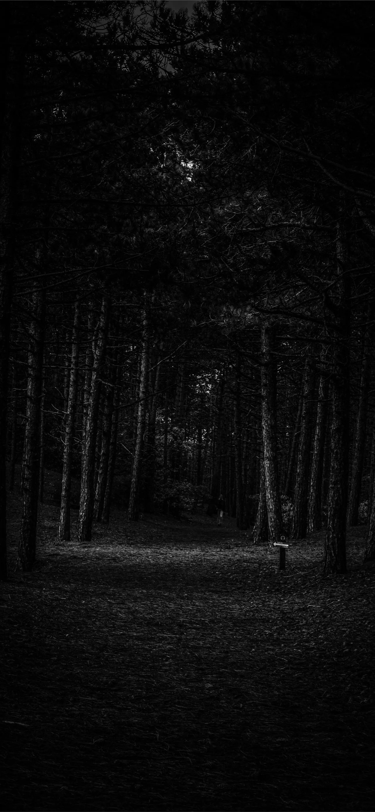 Faint moonlight breaks through a black pine canopy over a bare clearing, almost every pixel near true black — a natural fit for AMOLED screens.