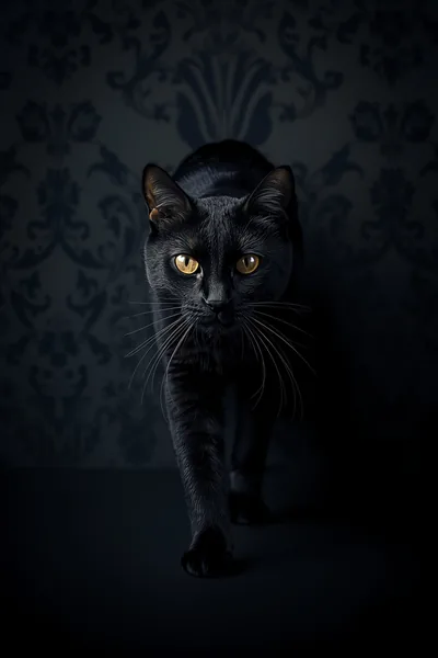 Black Cat with Amber Eyes HD Phone Wallpaper