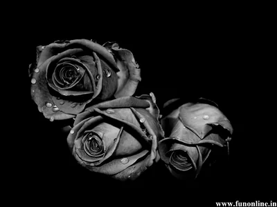 Wallpapers Black Rose