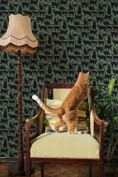 Black Cats Peel and Stick Wallpaper or Non Pasted