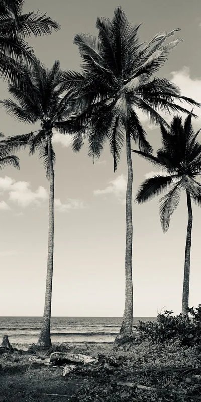 Coconut Palms by the Shore HD Phone Wallpaper