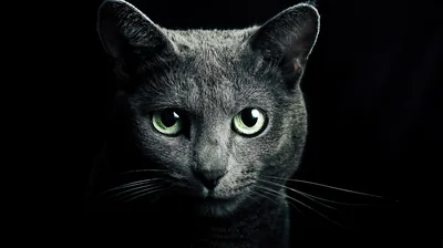 Grey Cat Walking Out of the Dark HD Wallpaper