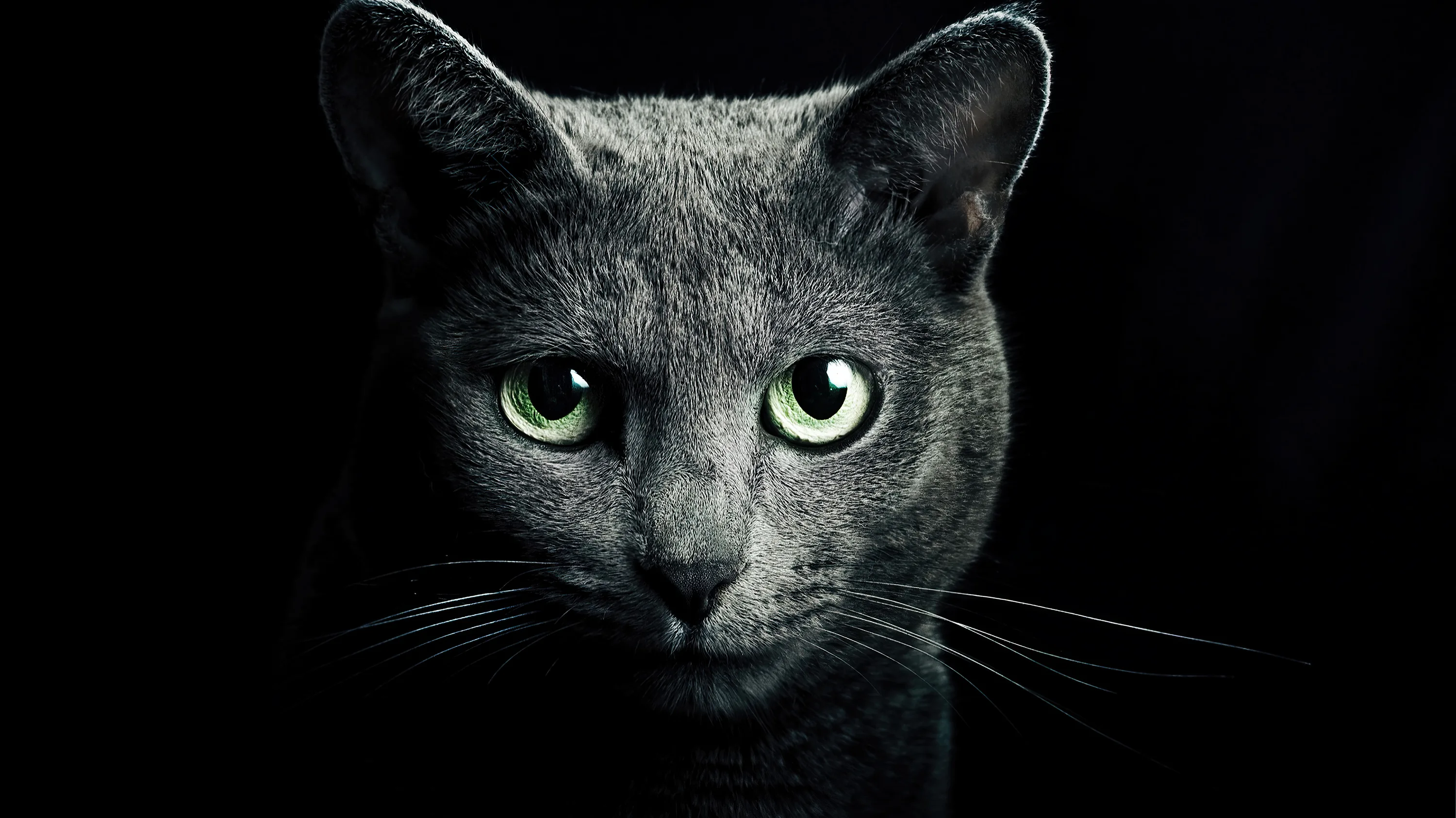 A short-haired grey cat steps toward the lens with green eyes level, shoulders and whiskers rimmed in light while the background stays pure black.