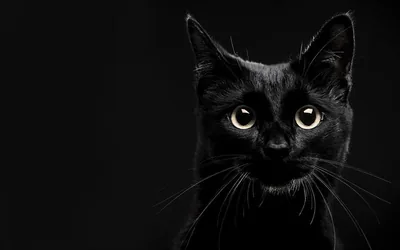 Cat Face on the Right of a Black Frame HD Wallpaper