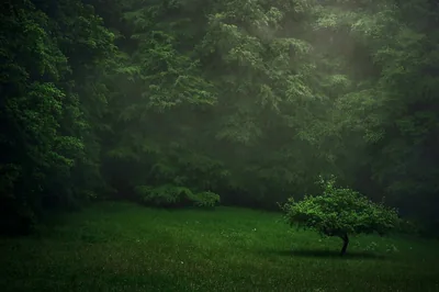 Enchanted Green Forest HD Dark Nature Wallpaper