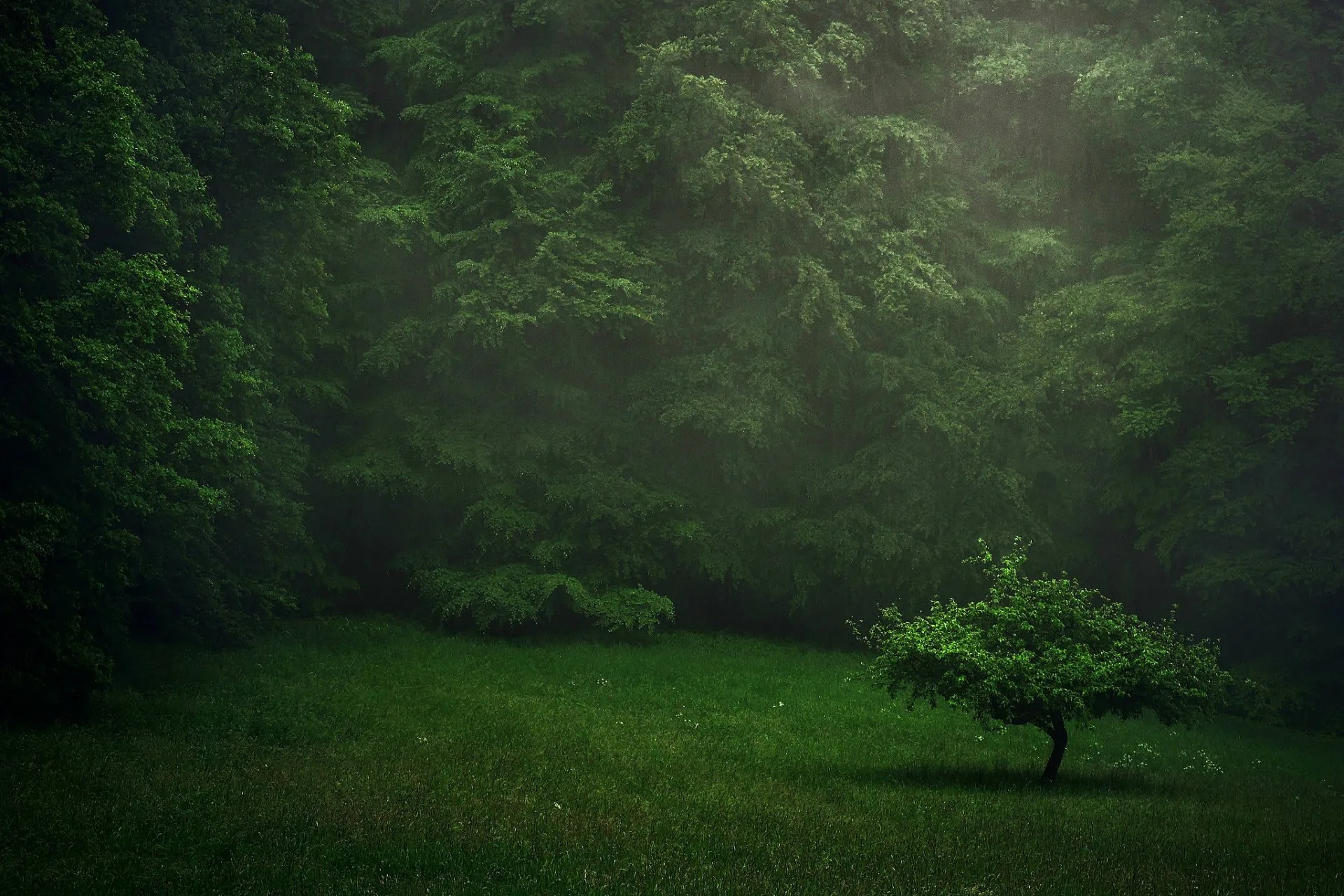 A small tree stands alone before a wall of dark forest, dim light falling from above and the mowed grass foreground left open for icons.