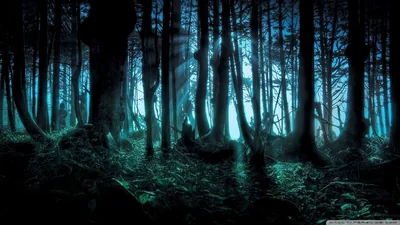 Teal Mist in a Dark Forest HD Wallpaper