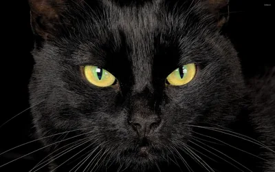 Full Face Portrait with Green-Yellow Eyes HD Wallpaper