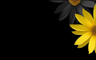 Yellow Flower on Black Background HD Wallpaper