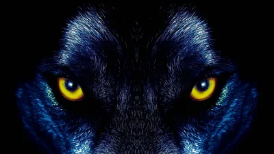 Cool Yellow eyed Black Wolf Wallpaper