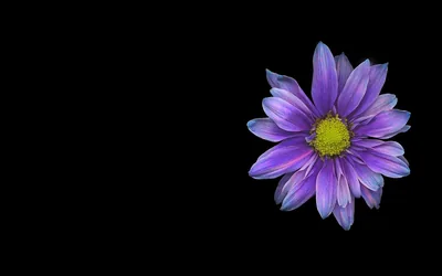 Purple Flower Black Flower Nature Daisy HD Wallpaper