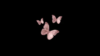 butterfly wallpaper laptop