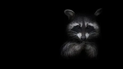 Midnight Raccoon Stunning Black HD Wildlife Wallpaper