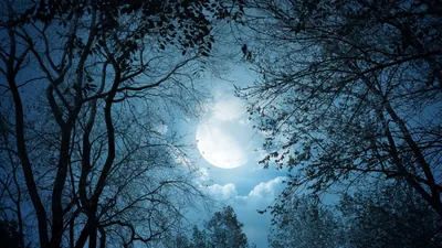 Moonlight Through Bare Branches HD Wallpaper
