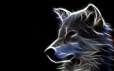 Black Cool Wolf HD Wallpaper