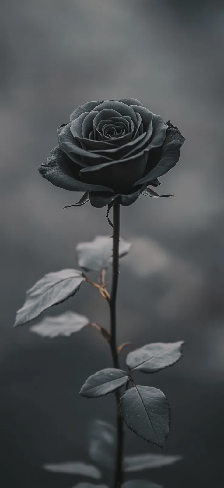 Wallpaper Roses for a Floral Phone Makeover