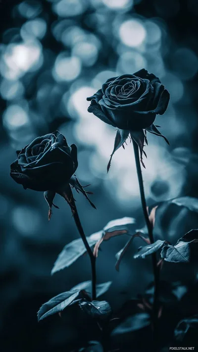 Black Rose Wallpaper Desktop