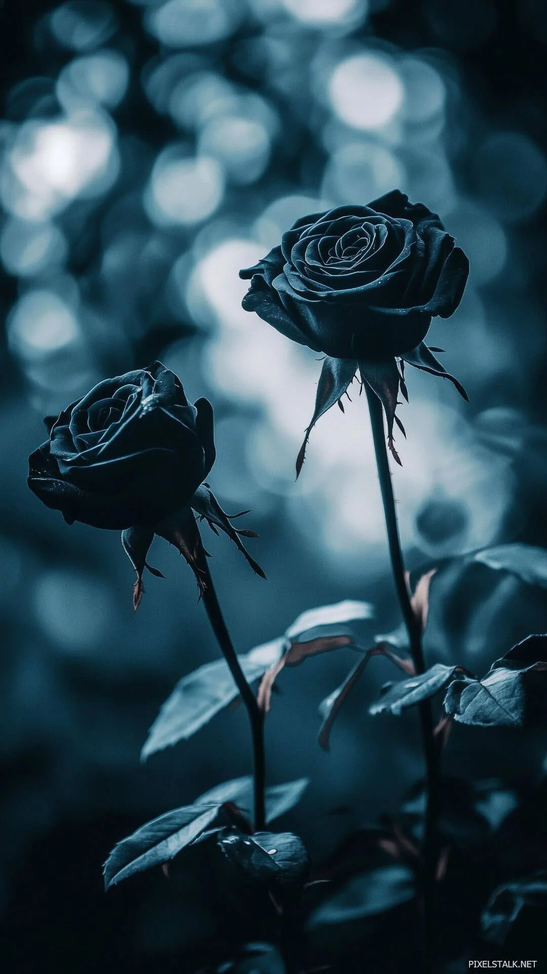 Black Rose Wallpaper Desktop