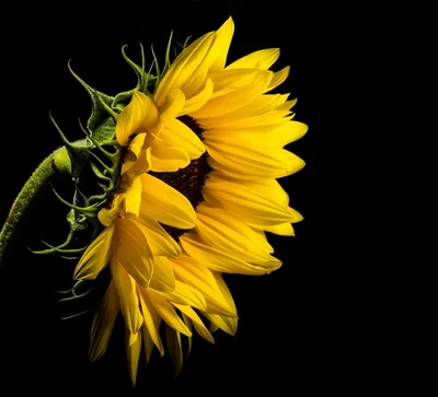 Yellow Sunflower Seen from the Side HD Wallpaper
