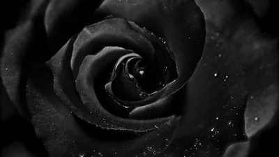 Black Rose Petal Spiral HD Wallpaper