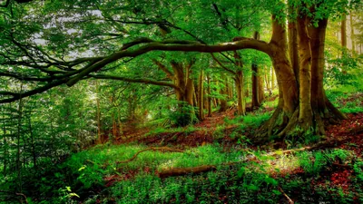 Green Nature Tree 4k HD Wallpapers