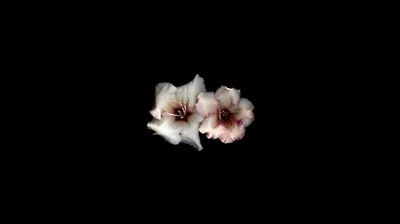 Black Aesthetic Wallpaper 1920X1080 Wallpaper