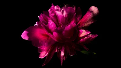 Pink Peony flower in Black background 5K Wallpaper