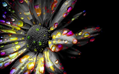 Black and Color Wallpaper images