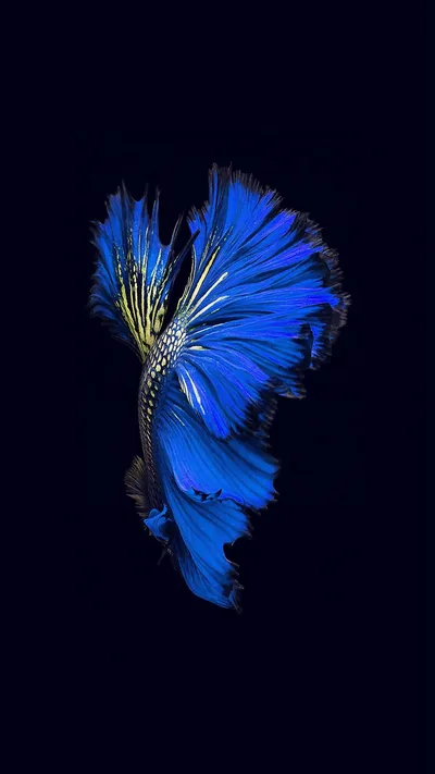 Blue Siamese Fighting Fish on Black HD Phone Wallpaper