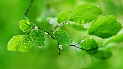 Green Wallpaper