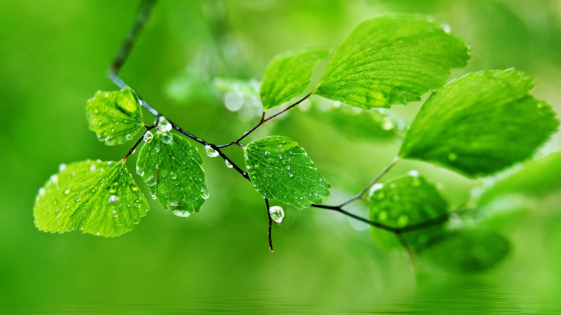 Green Wallpaper