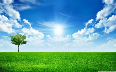 Green Nature Wallpaper Hd