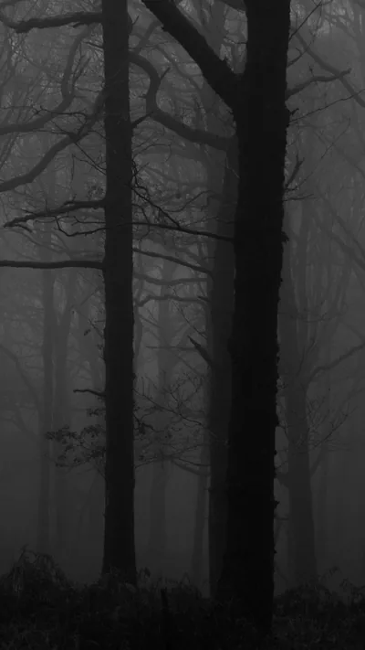 Foggy Forest Trees in Black and White HD Phone Wallpaper